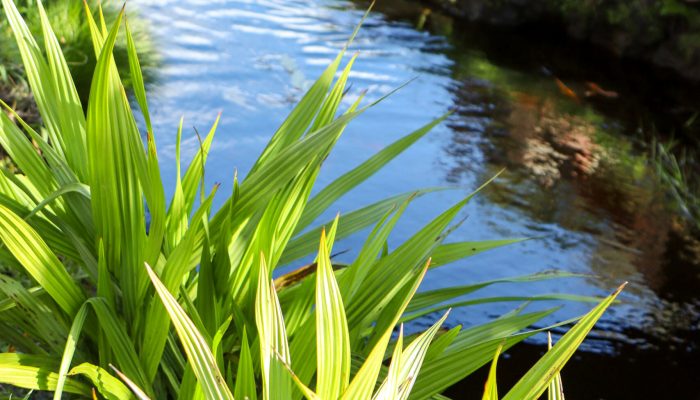 Hemel en Aarde cottages river